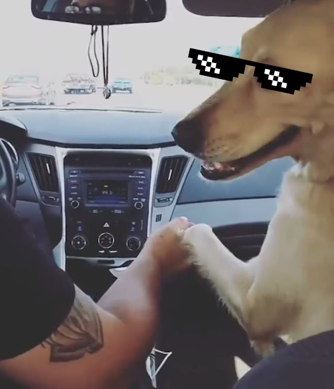 cute action of the dog