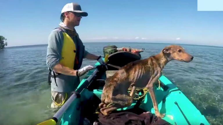 man saves a lost dog on a deserted island
