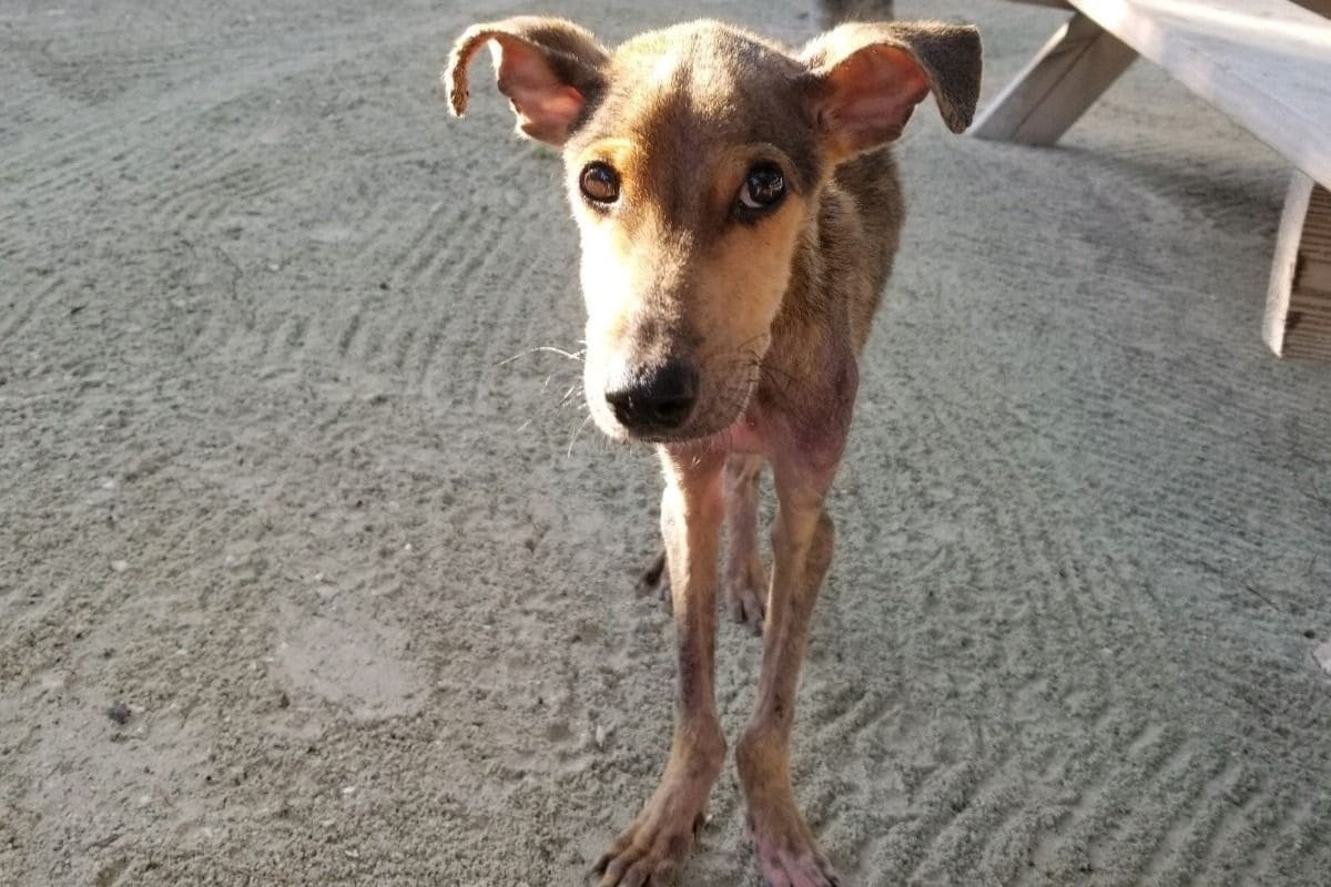 man saves a lost dog on a deserted island